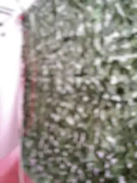 afrodita_pinkk webcam