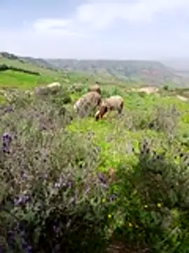 rocky_ofthe21 webcam