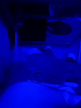 Daddyngirl69169 webcam