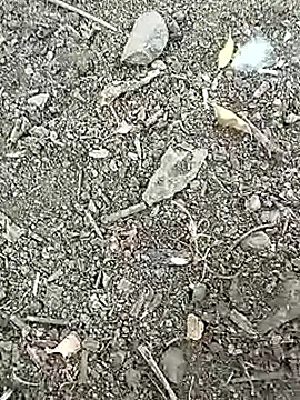 Desi_boy_fuck webcam