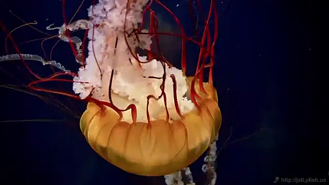 streamy_test15 webcam