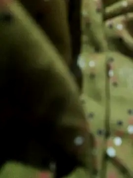 SRIDEVITELUGU91 webcam