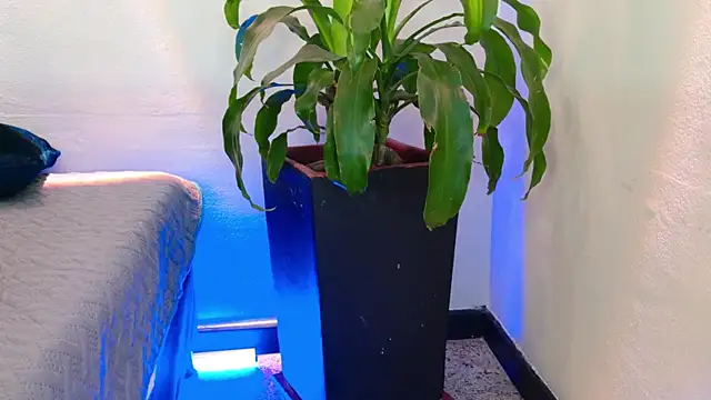 Mandy_boobs99 webcam