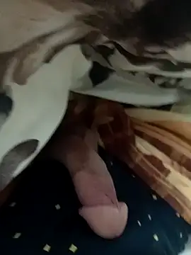 Preview of zakimadrid12