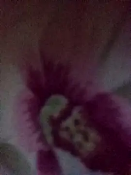 ppk_do_cunhado webcam