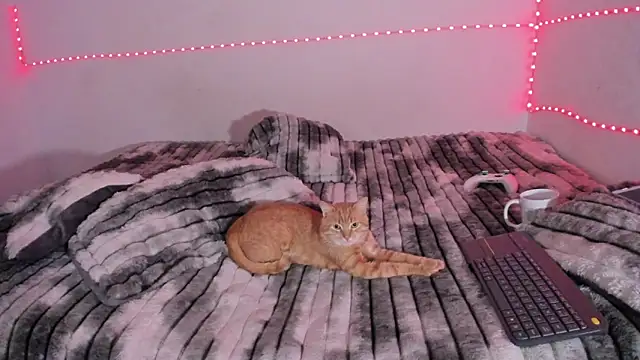 Preview of kody_royale