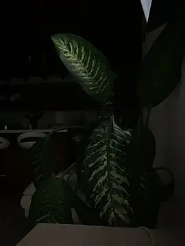 _bellasmith_ - _BellaSmith_'s free webcam - UK Sex Cams