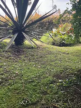 Preview of alicemrtnz