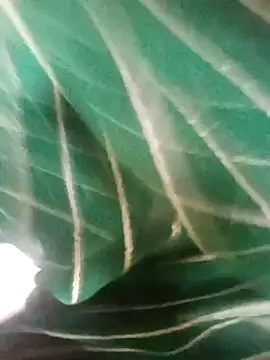 rashili_jaan - Rashili_jaan's free webcam - UK Sex Cams