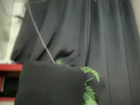 spicy_margaritaxxx live sex cam