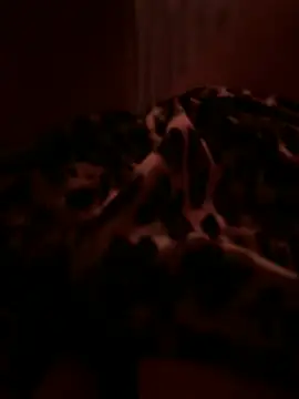 VelvetLuna2026 webcam