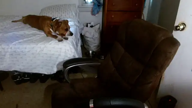 DADDY_KANE8--- webcam