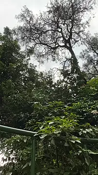 Siriss_boyrag webcam