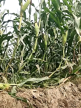 thethunderpo (M young) - Spread Ass