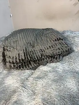 Chocklet_Bunny webcam