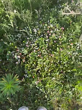 xiaochengzi505 webcam