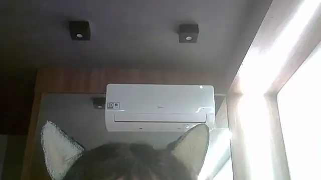 Afbeelding van SkinnyKitten