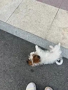 xiaochengzi505 webcam