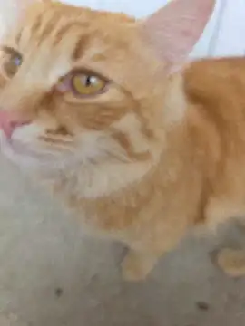 ellaxxstar's live cam