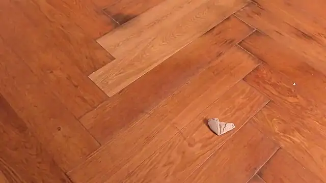 Stefannyevans_ live sex cam