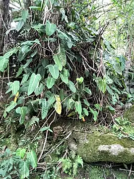 nahomyvega - NahomyVega's free webcam - UK Sex Cams