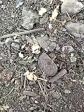 desi_boy_fuck (M young) - Masturbation 🥵💋