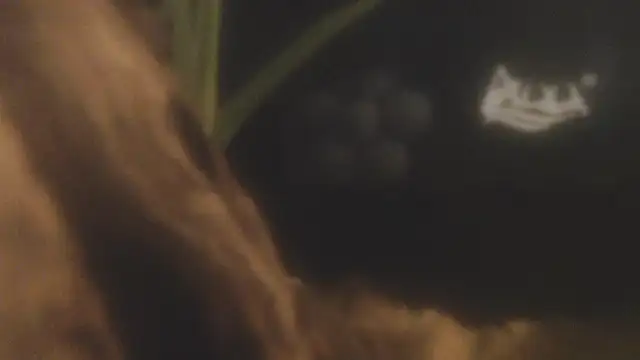 LauLauPAWG live sex cam