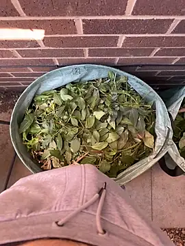 naughtystepson144 (M young) - Outside Garden Cum show 💦 😈