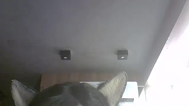 SkinnyKitten webcam