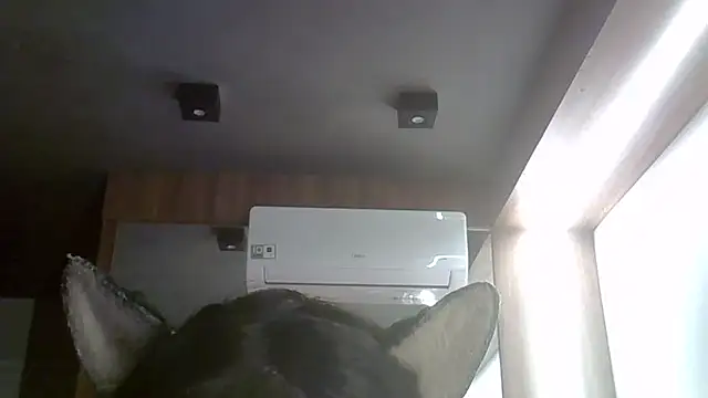 SkinnyKitten webcam