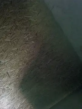 florin421 webcam