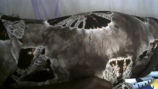Pearlod2 webcam