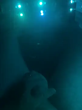 Beastyfuck webcam