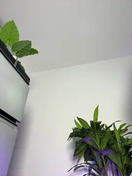 May_Fox_ webcam