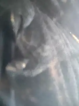 bhavna_pandit webcam