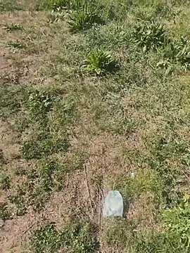 PublicMarekFlashDick webcam