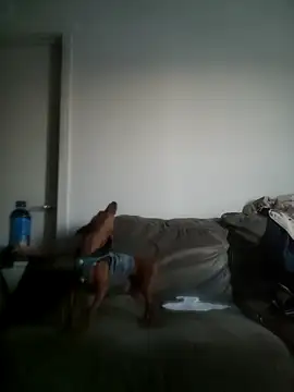 yourMasterisBored webcam