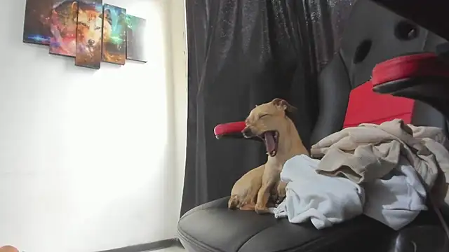 Jeff_Walton@xh webcam