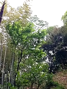 erosuke9