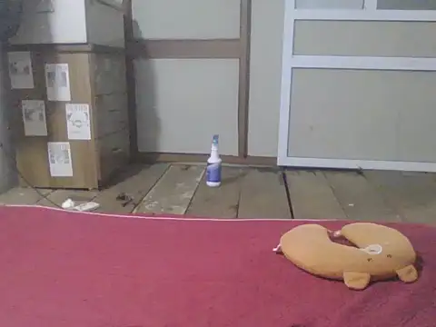 Hachi077 webcam