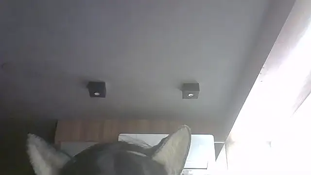 SkinnyKitten webcam