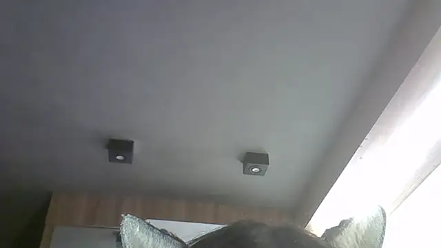 SkinnyKitten webcam
