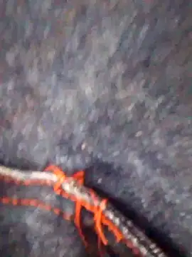 Lujor webcam