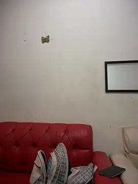 NovaFoxx webcam