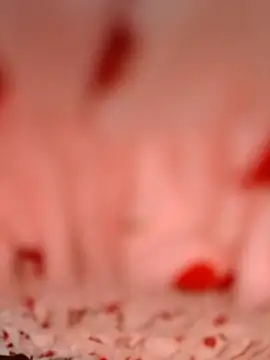 Dumani99