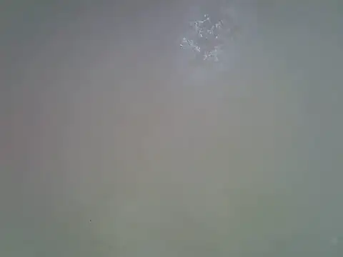Rasta_tattooed webcam