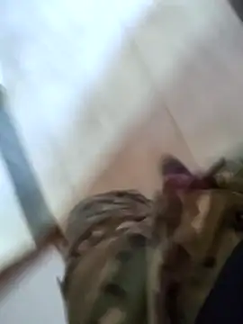 penis_rosa webcam