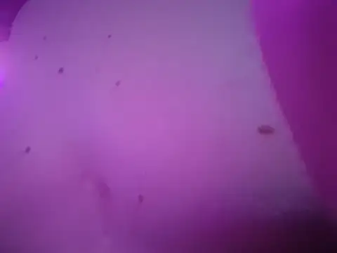 chronic_vibez
