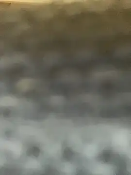 GusanoDelicioso webcam