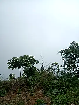 nangmo webcam